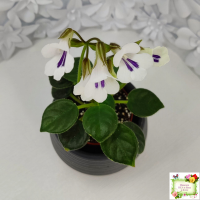 Deinostigma tamiana (Primulina tamiana (примулина тамиана))