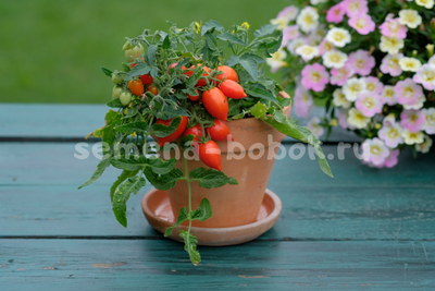 Микро Томат Funnyplums Red (Фанниплюмс Красный), 10 шт