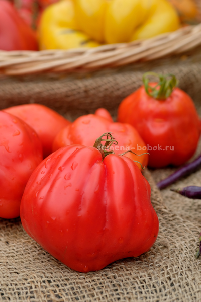 Томат Скифея (Скифская Фея), 10 шт