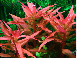 Аммания грасилис (пучок)