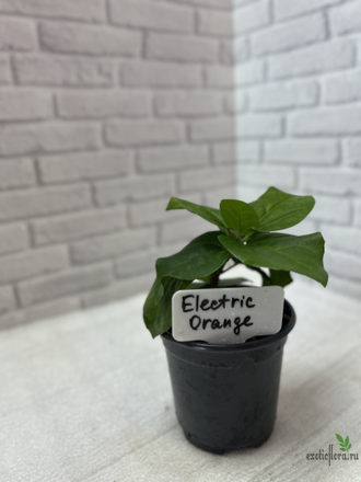 Гибискус  Electric orange
