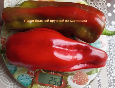 Перец сладкий Красный крупный из Карпинска (назв. условное)