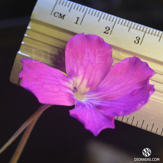 Pinguicula Colimensis x zecheri