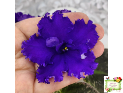 ЛЕ-Демо (Е. Лебецкая) 2014 г.