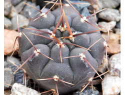 Gymnocalycium bruchii v. niveum VG 536