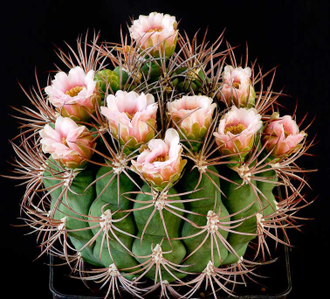 Gymnocalycium saglionis (D=50-60mm)