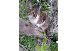 Ася на яблоне