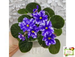 Hunter’s Andromeda (K. Muzalewski) 2023 г. (лист с деткой посажен 25.07.25)