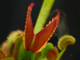 Dionaea muscipula Clone X-11