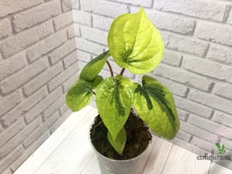 Piper sp. yellow variegated / перчик вариегатный