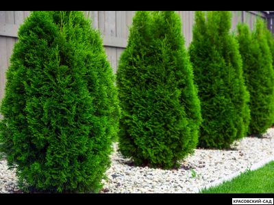 Туя Смарагд - Smaragd