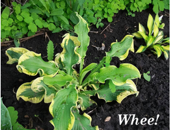 Хоста Wheee фото