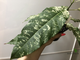 Ficus Altissima ‘New Clon’ / фикус алтиссима нью клон