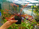 Drosera "Capensis Red Leaf"