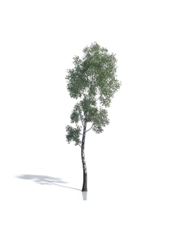 Billboards Дерево летнее_08