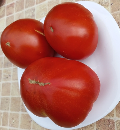 Томат Маршал Победа