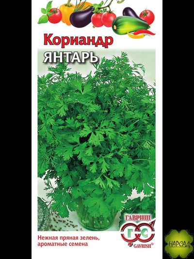КИНЗА (КОРИАНДР) "ЯНТАРЬ"
