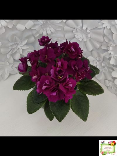 Precious Red (H. Pittman) (9724) 01/15/2007