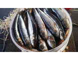 Сардина Иваси слабосоленая  ведро 2,5 кг цена за 1 кг