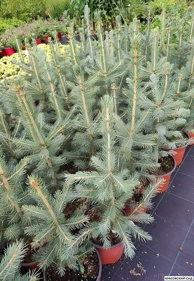 Ель Роял Блю фото в саду - красовский-сад.рф