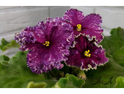 154) АВ- Тайны Востока 22г (цвет)