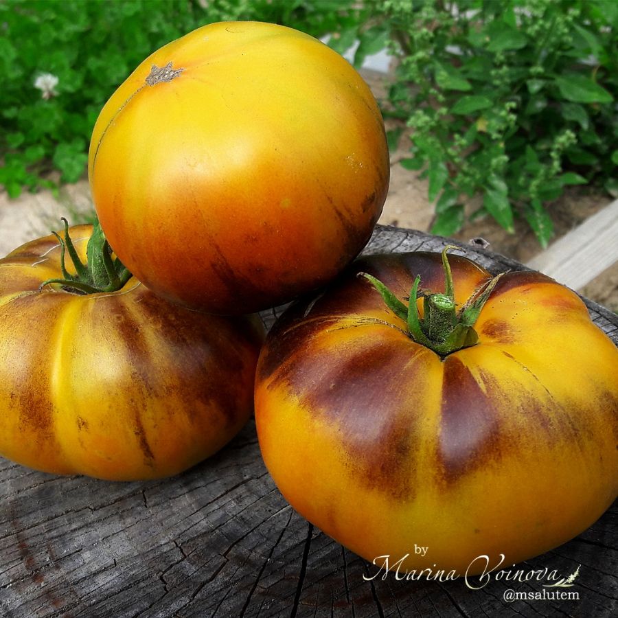 Томат ясный самоцвет мязина. Томат сорт люсид джем. Томат люсид джем. Томат lucid gem- яркий самоцвет. Томат люсид джем.