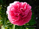 Пион Rose heart (Роуз Херт)
