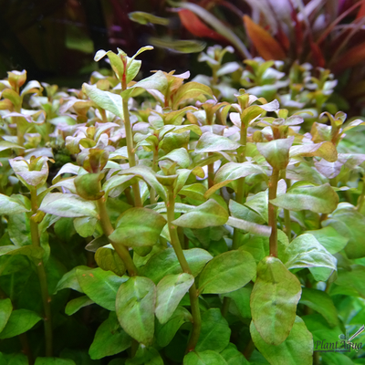 Людвигия гвинейская (пучок) сухая форма