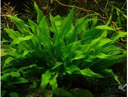 Эхинодорус Блехери