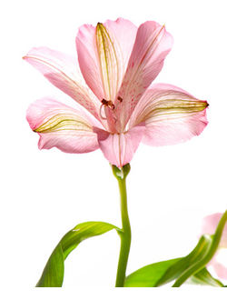 Альстромерия темно-розовая