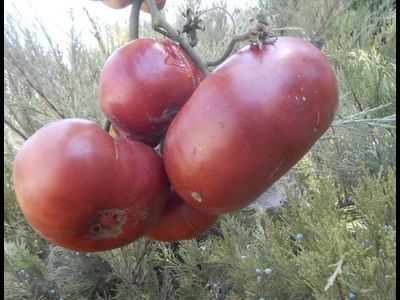 Томат Черный Крым (Black Krim)