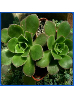 Aeonium castello-paivae