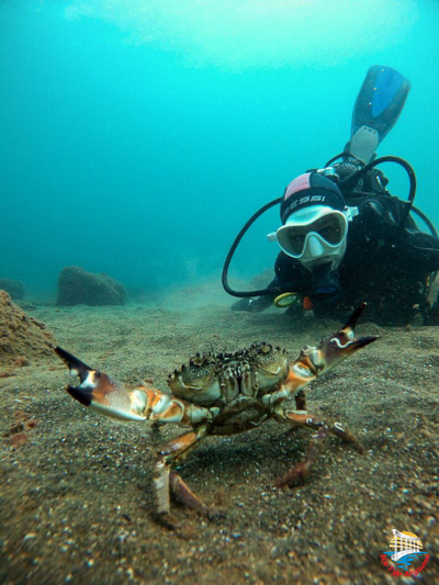 Дайвинг в Алуште
