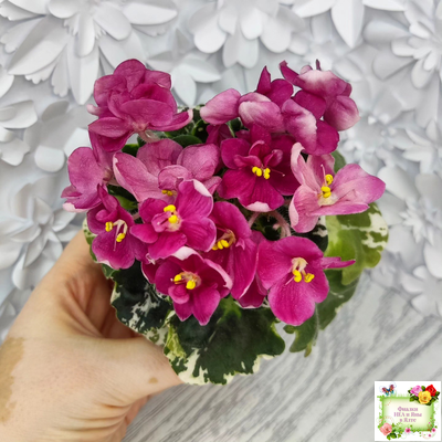 ЛЕ-Фруктовая Мармеладка (Е.Лебецкая) 2017 г. (пестролистный гёрл)