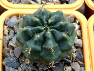 Gymnocalycium bruchii v. niveum VG 536