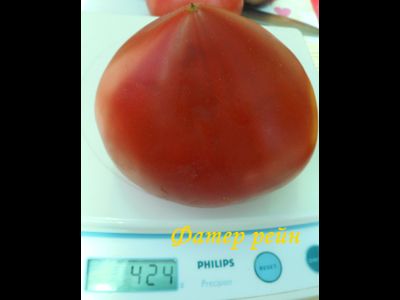 Томат Фатер Рейн (Vater Rhein, Германия)