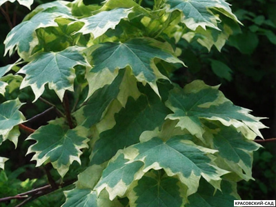 Клен остролистный Друммонди - Drummondii