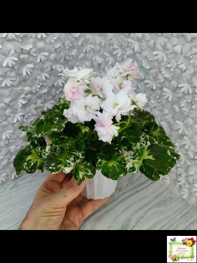 МТ-Кокилье (М. Тотиева) 2023 г.