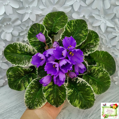 КНН-Крокус (Н. Куриленко) 2022 г. (лист с детками посажен 23.07.25)