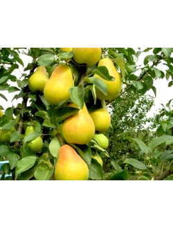 Груша колоновидная  Г-322