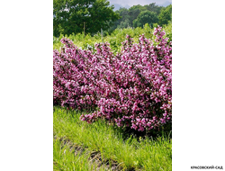 Вейгела цветущая Нана Пурпуреа фото в ландшафте красовский-сад.рф