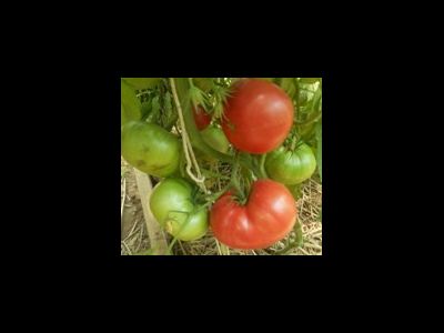 Томат Самые лучшие