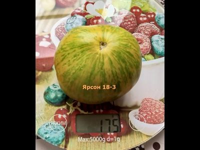 Томат Ярсон 18-3, Jarson 18/3