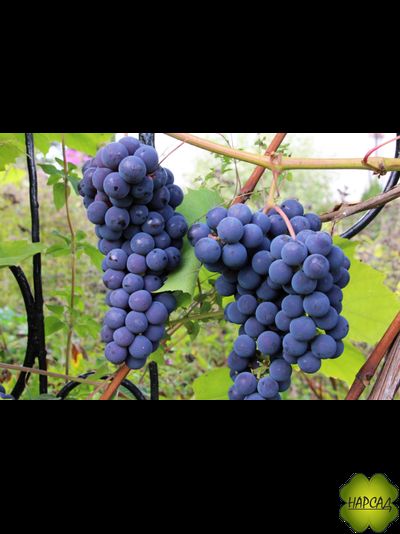 Виноград не укрывной для Подмосковья "Изабелла" (черная, ранняя)