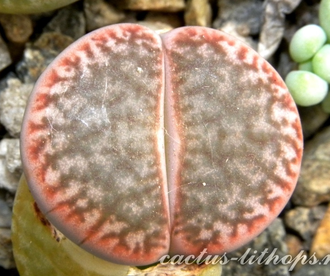 Lithops pseudotruncatella v. riehmerae (syn.edithiae) C097