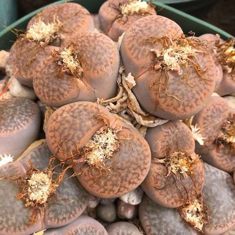 Lithops hookeri v.marginata (red-brown form) C337 (MG) - 10 семян