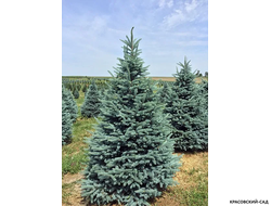 Ель Фат Альберт - Fat Albert