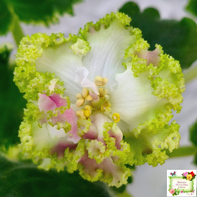 МТ-Яблочные Облака (М. Тотиева) 2023 г.