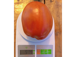 Томат Баклажан