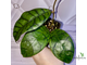 14/02/2025 hoya callistophylla No.2